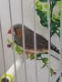 продавам  амадини , снимка 1