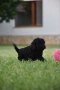 Той пудел Toy poodle, снимка 9