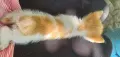 4 малки котенца, снимка 15