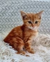 Подарявам коте, снимка 1