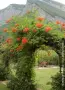  Текома (Tecoma stans) – слънчевата красавица с оранжеви цветове, снимка 9