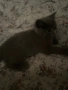 Продавам британска котка, снимка 5