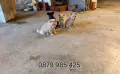 ​🐾  Мини Померан с ваксини паспорт , снимка 4