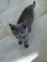 британски късокосмести котета, снимка 5