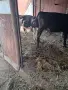 3 женски 1 мъжко породисти, снимка 10