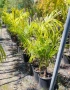 Палми Трахикарпус , Trachycarpus fortunei, снимка 9