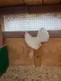 Продавам бял Розкомб, снимка 11