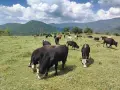 Био Месо 100% , Пасищно отглеждани Телета ! , снимка 1