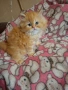 Уникално персийско котенце , снимка 3