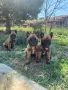 Продавам Белгийски овчарки, снимка 2