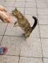 Подарявам две котки, снимка 1