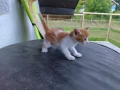 4-ри страхотни котенца!, снимка 2