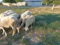 Продавам женски агнета, снимка 1