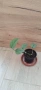 Филодендрон (Philodendron) / Сингониум (Syngonium), снимка 9
