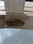 Пейка от тиково дърво, полукръг, снимка 2