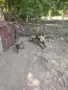Белгийска овчарка , снимка 4