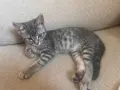 Шотландски клепоухи правоухи котета британски котки, снимка 4