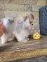 Мини Померан момче , снимка 1