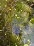 Водни растения, снимка 5