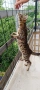 Бенгалски котета, снимка 1