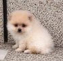 Померан , снимка 2