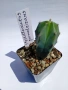 Myrtillocactus geometrizans 5.5cm €3,50, снимка 2