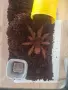 Продавам мъжка Theraphosa blondi, снимка 3