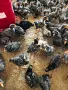 Започваме да продаваме едномесечни пиленца Супер Харко и бройлери , снимка 4
