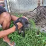 Продават се питбучета!, снимка 6