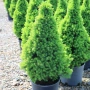 Мини Смърч Коника (Picea glauca 'Conica'), снимка 10