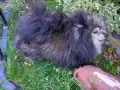 Померанче мини шпиц мъжки Ранди, снимка 2