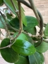 Hoya Хоя Parasitica Gps 206, снимка 6