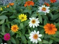 Zinnia angustifolia / Циния нискостеблена, снимка 1