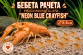 Бебета рачета Procambarus Alleni, снимка 1