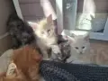 Котенца Мейн Куун , снимка 7
