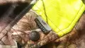 SWEDTEAM COVERTEX Realtree Jacket размер XL / 54 за лов яке със здрава материя - 2805, снимка 8