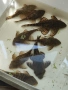 L 397 Pleco Alenquer Tiger ( Panaqolus sp.) , снимка 2