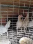 Кокошки и пилета, снимка 8