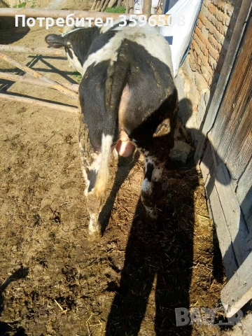 Телета Копривщица 