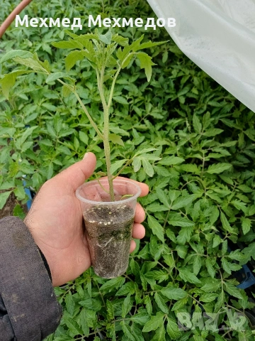 ## 🍅 **ПРОДАВАМ ПЪРВОКЛАСЕН РАЗСАД ДОМАТИ ОТ ПРОИЗВОДИТЕЛ** 🍅, снимка 3 - Разсади - 54156535