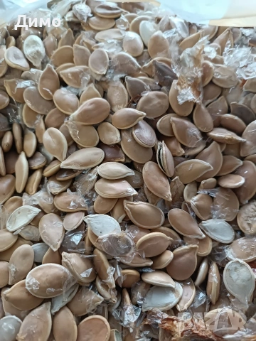 Продавам тиквени семки за садене