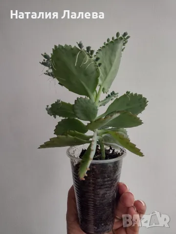 Каланхое, kalanchoe mexican hat, снимка 3 - Стайни растения - 55440435