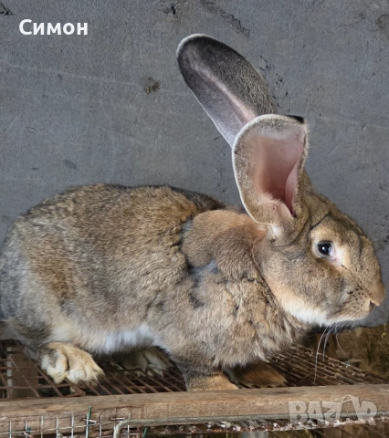 Белгийски великан 