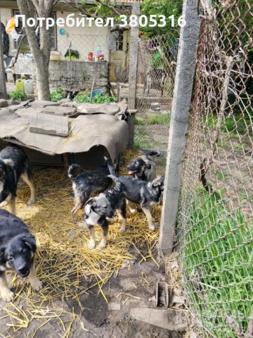 подарявам кученца, снимка 3 - Други - 54445778