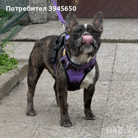 Merle женски булдог , снимка 2 - Френски булдог - 54576797