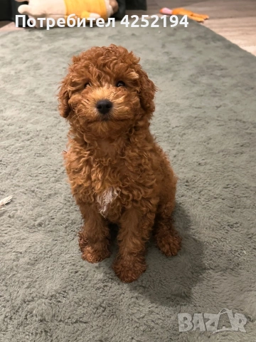 Мини пудел женско 