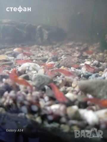 скариди ред чери