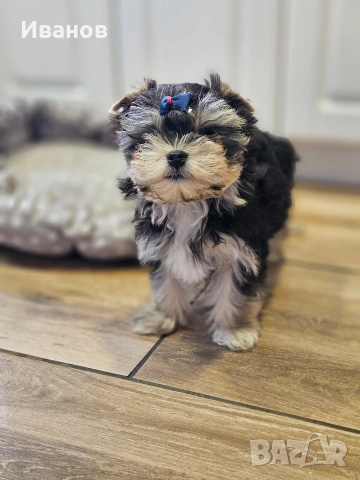 Йоркширски териер , снимка 6 - Йоркширски териер - 54068536