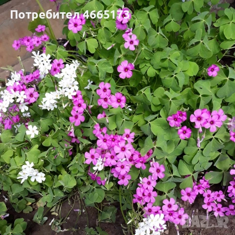 Оксалис /Детелина Бяла и Розова 
