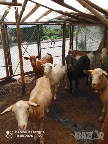 Продавам кози за дамазлък